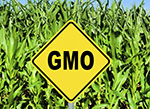 Yellow sign in front of field that reads GMO