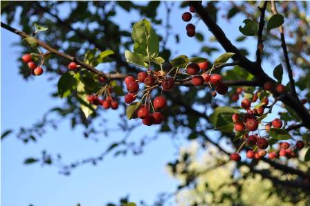 https://webdoc.agsci.colostate.edu/landscapeplants/woody/pictures/Malus_x_%27Silver_Drift%27_small_3.jpg